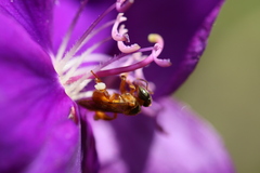 Tetragonisca angustula