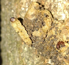 Thaumetopoea processionea