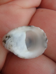 Nerita albicilla