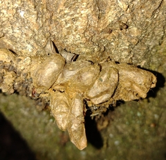 Thaumetopoea processionea