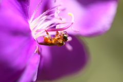 Tetragonisca angustula