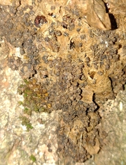 Thaumetopoea processionea