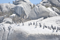 Spheniscus humboldti