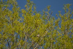 Psaltriparus minimus