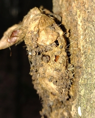 Thaumetopoea processionea