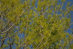 Psaltriparus minimus