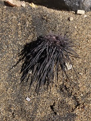 Echinometra vanbrunti