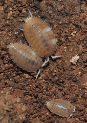 Lucasius andalusicus