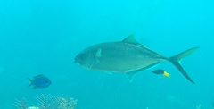 Caranx ruber