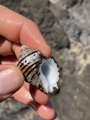 Opeatostoma pseudodon