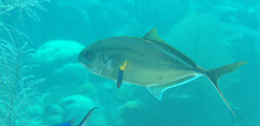 Caranx ruber