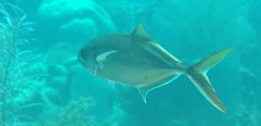 Caranx ruber