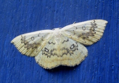 Cyclophora annularia
