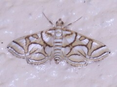 Pseudopyrausta santatalis