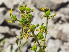 Reseda globulosa