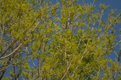 Psaltriparus minimus