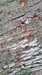 Agrilus planipennis