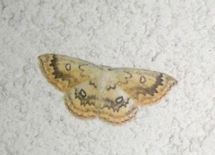 Cyclophora annularia
