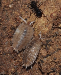 Lucasius andalusicus