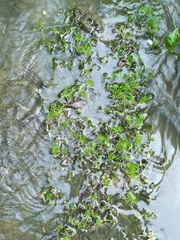 Ranunculus trichophyllus