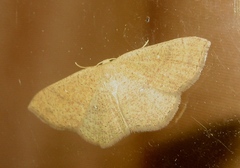 Cyclophora puppillaria