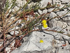 Fumana procumbens
