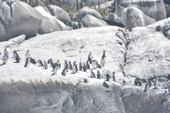 Spheniscus humboldti