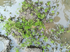 Ranunculus trichophyllus