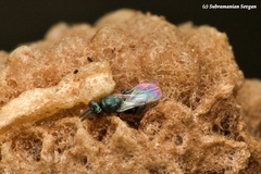 Pteromalidae