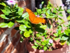 Dione juno huascuma