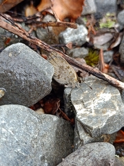 Lycaena boldenarum