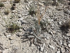 Matthiola odoratissima