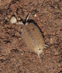 Lucasius andalusicus