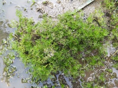Ranunculus trichophyllus