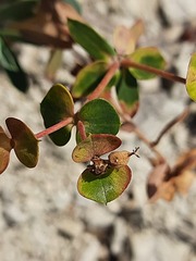 Euphorbia glareosa
