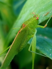 Phaneroptera sparsa
