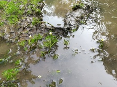 Ranunculus trichophyllus