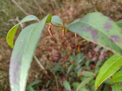 Lyonia lucida