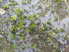 Ranunculus trichophyllus