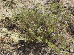 Ziziphora serpyllacea