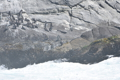 Spheniscus humboldti