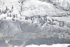 Spheniscus humboldti