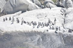 Spheniscus humboldti