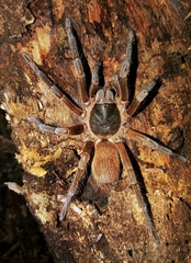 Sericopelma