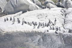 Spheniscus humboldti