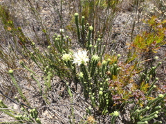 Campylostachys cernua