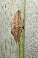 Austrocidaria gobiata