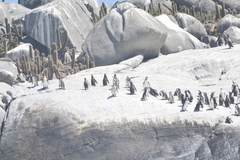 Spheniscus humboldti