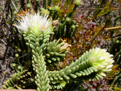 Campylostachys cernua