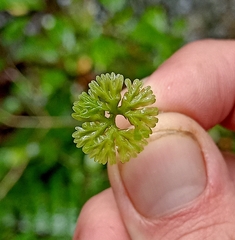 Hymenophyton